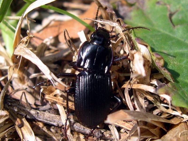 Carabidae gen. Abax